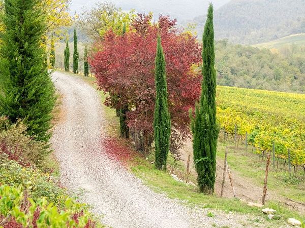 Italy-Chianti Gravel road winding through a vineyard in autumn in the Chianti region of Tuscany